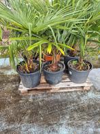 Palmboom, Tuin en Terras, Planten | Bomen, Ophalen, Palmboom