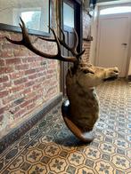 Geëmailleerde hertenkop - 10 hoorns, Ophalen, Hert, Opgezet dier
