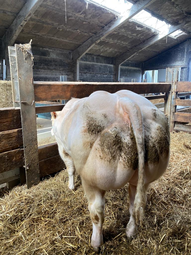 Dekstier BWB, Dieren en Toebehoren, Mannelijk, 0 tot 2 jaar