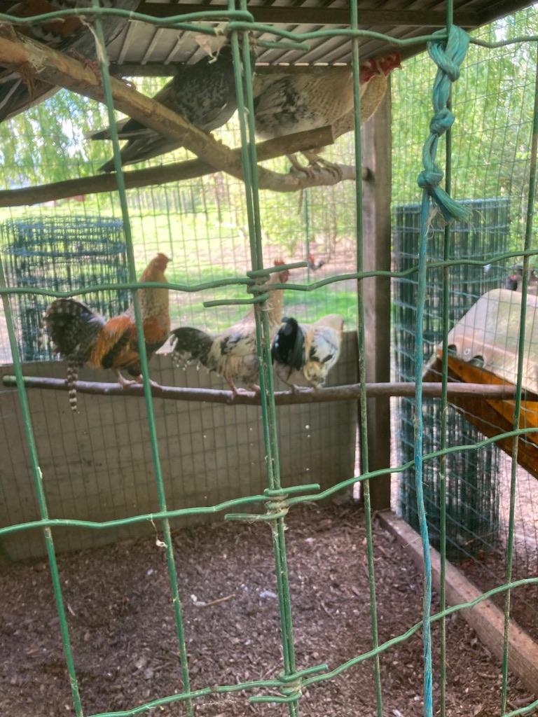 Hanen te koop, Mâle, Poule ou poulet