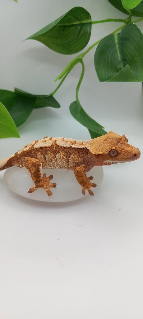 1.0 Red Tricolor wimpergekko man, Dieren en Toebehoren, Reptielen en Amfibieën, Hagedis, 0 tot 2 jaar, Tam