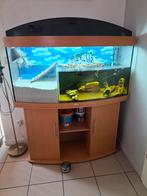 Aquarium met water schildpadden, Dieren en Toebehoren, Ophalen