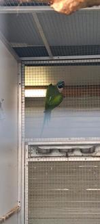 Derbyan pop + jong van 2025