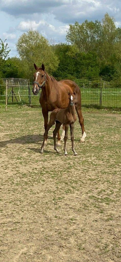 Jument 13 ans et sa pouliche, Animaux & Accessoires, 11 ans ou plus, Débourré, Avec pedigree, 170 à 175 cm