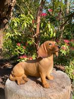 Image teckel, teckel, chien, jardin, pelouse 30 cm, Enlèvement ou Envoi, Neuf, Synthétique, Animal