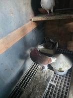 Piegeons Boulant  plusiers piece  je suis de charleroi jumet, Dieren en Toebehoren, Vogels | Duiven, Meerdere dieren, Kropper