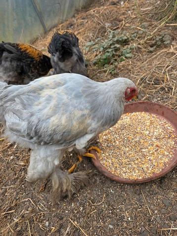 Brahma haantjes beschikbaar voor biedingen