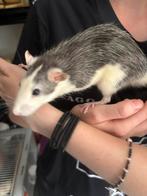Zsm ophalen 2 super lieve rat ratjes mannen €12,50euro samen, Dieren en Toebehoren, Knaagdieren, Rat, Maart, Mannelijk, Tam