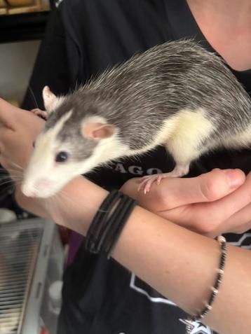 Zsm ophalen 2 super lieve rat ratjes mannen €12,50euro samen beschikbaar voor biedingen