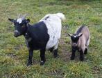 Dwerggeitje met kleintje (bokje), Dieren en Toebehoren, Schapen, Geiten en Varkens, Meerdere dieren, Geit, 0 tot 2 jaar