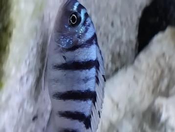 Maylandia  lombardoi, Dieren en Toebehoren, Vissen | Aquariumvissen
