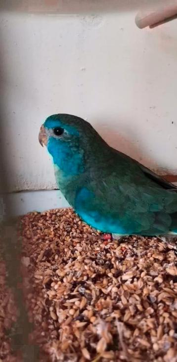 Splendid poppen beschikbaar voor biedingen