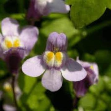 Cymbalaria Muralis beschikbaar voor biedingen