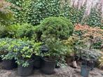 Bonsai juniperus, Tuin en Terras, Ophalen