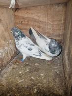 Ik heb 10 kopel pakistan hoogvliger, Animaux & Accessoires, Oiseaux | Pigeons