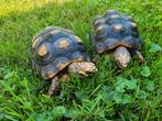 Chelonoidis carbonaria (Tortue) 2 femelles, Enlèvement, Neuf, Autres types