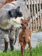 Alpaca wol gratis, Dieren en Toebehoren