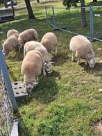 Schapen bokken, Dieren en Toebehoren, Mannelijk, Schaap, 0 tot 2 jaar