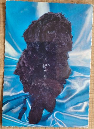 Oude postkaart: poedel, puppy  beschikbaar voor biedingen