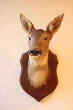 Taxidermie Opgezette Reeënkop, Verzamelen, Dierenverzamelingen, Ophalen of Verzenden, Gebruikt, Hert, Gewei of Kop