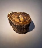 Fossiel hout - 2,7 cm, Verzamelen, Mineralen en Fossielen, Ophalen of Verzenden, Fossiel