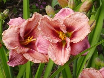 Hemerocallis grasachtige plant met bloemen beschikbaar voor biedingen