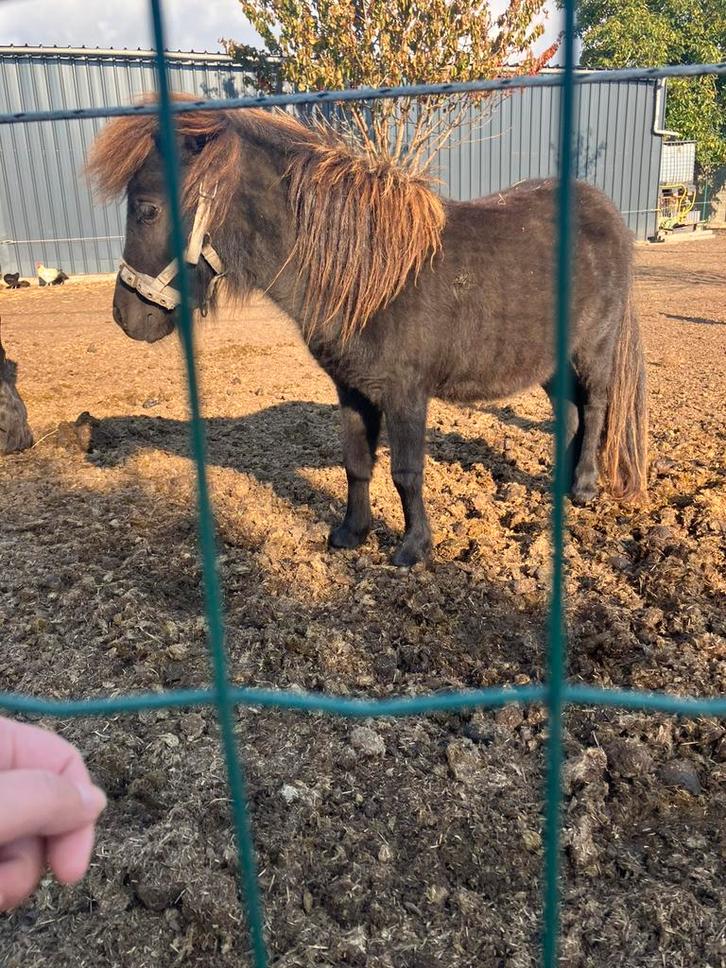Schetlander, Dieren en Toebehoren, Paarden, Merrie, Onbeleerd, Minder dan 160 cm, 0 tot 2 jaar, Recreatiepaard, Gechipt, Ontwormd