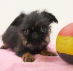 Belgische Griffon pups te koop, Dieren en Toebehoren, België, CDV (hondenziekte), 8 tot 15 weken, Teef