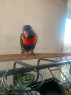 Lori met kleine kooi, Dieren en Toebehoren, Geslacht onbekend, Papegaai, Geringd