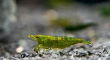 Neocaridina Green Jade. Zoetwater garnalen. beschikbaar voor biedingen