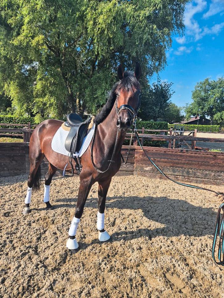 4 jarige Fürst Dior x Kennedy, Animaux & Accessoires, Chevaux, Jument, Débourré, 160 à 165 cm, 3 à 6 ans, Cheval de dressage, Avec pedigree