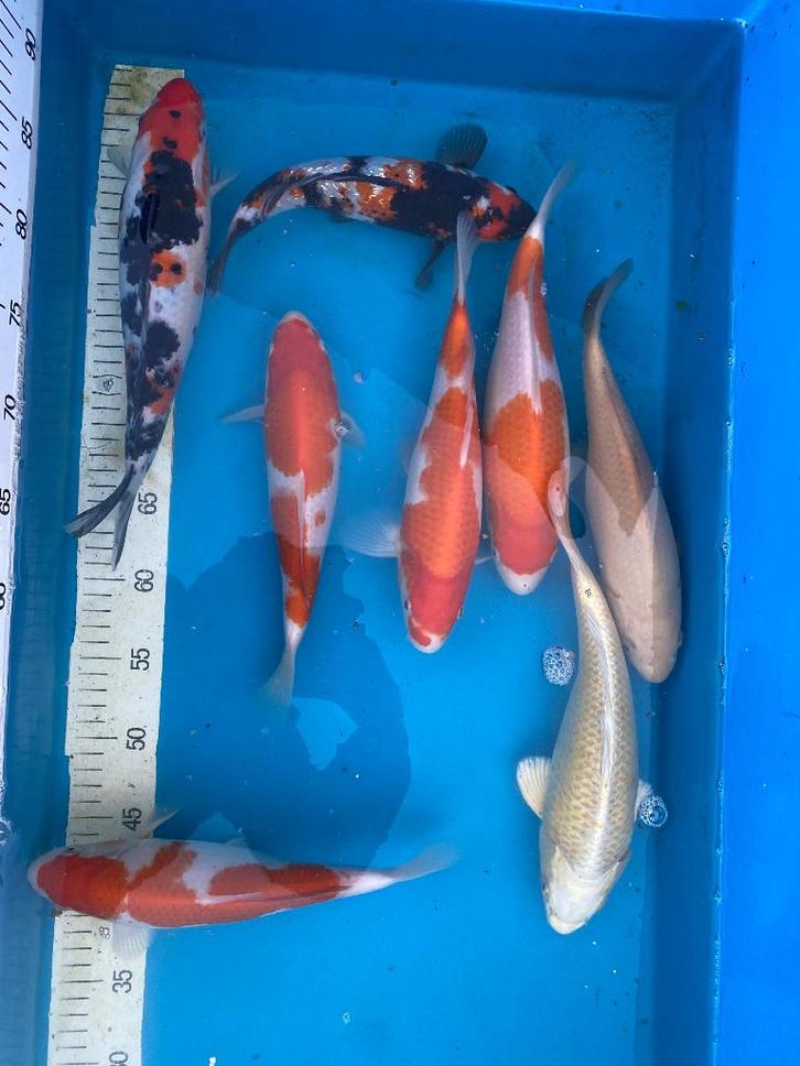 Japanse Kohaku, Sanke, Showa, Chagoi 30cm!, Dieren en Toebehoren, Vissen | Vijvervissen, Karper of Koi