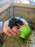 1 cavia zeugje te koop, Dieren en Toebehoren, Knaagdieren, Cavia, Juli, Vrouwelijk, Tam