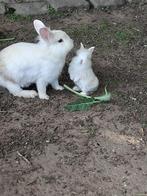konijntjes, Meerdere dieren, Dwerg, 0 tot 2 jaar