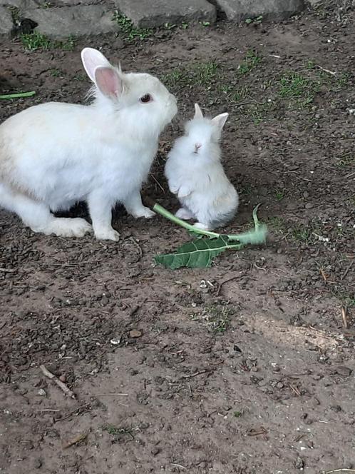 konijntjes, Dieren en Toebehoren, Konijnen, Dwerg, Meerdere dieren, 0 tot 2 jaar