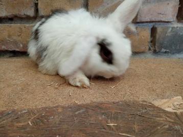 Nederlands dwerg hangoor voeder beschikbaar voor biedingen