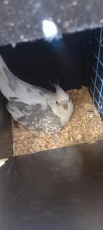 Kweekkoppel valkparkieten, Dieren en Toebehoren
