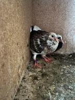 Jonge duif, Dieren en Toebehoren, Vogels | Duiven