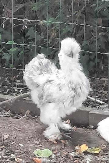 zijdehoenders, Plusieurs animaux, Poule ou poulet