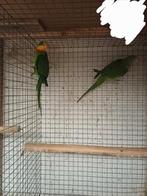 Couple reproducteur de barraband, Dieren en Toebehoren, Vogels | Parkieten en Papegaaien