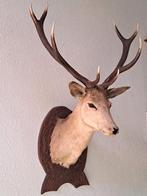 Reconnaître la tête, Collections, Collections Animaux, Enlèvement, Utilisé, Cerf, Bois ou Tête