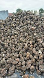 Witte Voederbieten, Dieren en Toebehoren, Ophalen