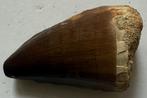 Tand Mosasaurus 4,6 x 2,7 x 2,4 cm, Verzamelen, Mineralen en Fossielen, Verzenden, Fossiel