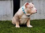 !! UNIEKE AMERICAN BULLY PUP/ LAATSTE REU !!, België, 8 tot 15 weken, CDV (hondenziekte), Eén hond