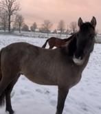 Op zoek naar c  en d ponys, Débourré