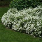Deutzia gracillis, Tuin en Terras, Ophalen, Haag