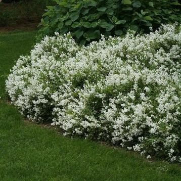 Deutzia gracillis  beschikbaar voor biedingen