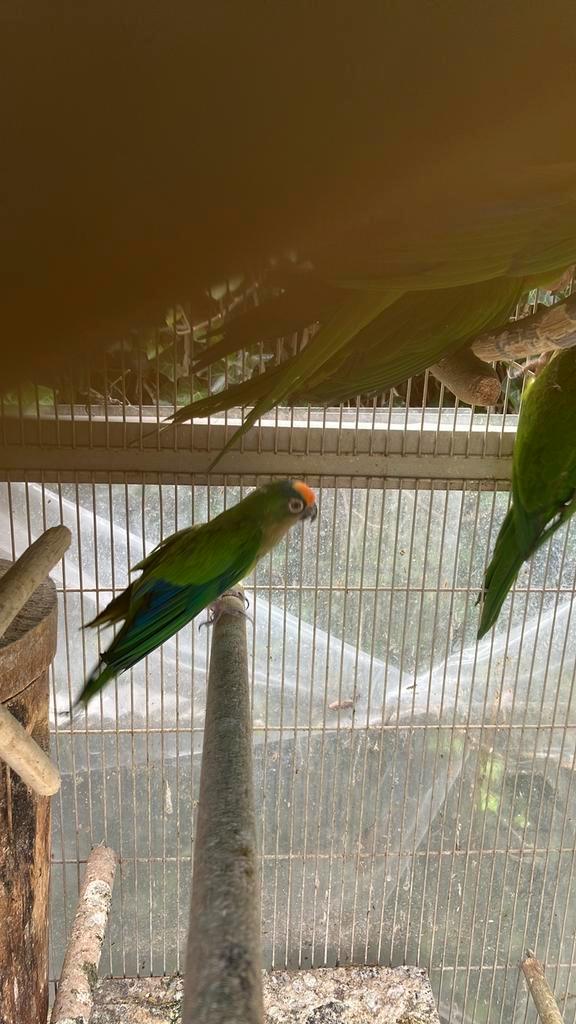 AUSTRALISCHE PARKIETEN RUILEN TEGEN ANDERE VOGELS, Animaux & Accessoires, Oiseaux | Perruches & Perroquets, Perroquet, Plusieurs animaux