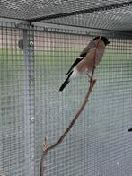 Goudvinken, Dieren en Toebehoren