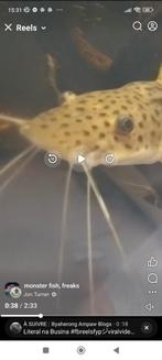 Anguille de feu 60cm et arowana albinos, Vis, Zoetwatervis